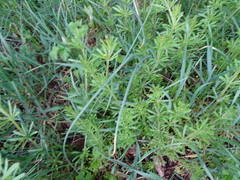 Galium aparine