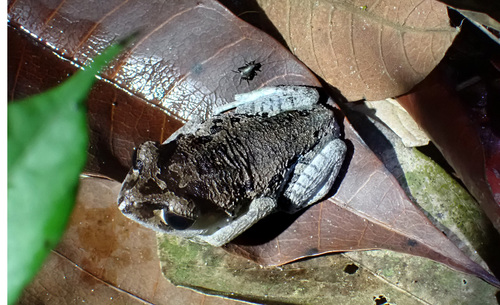 Leptobrachium nigrops observed 2026-06-27
