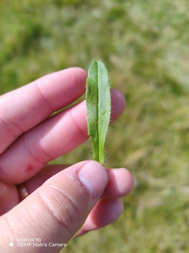Hieracium alpinum, photograph 3