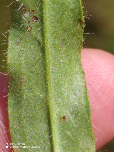 Hieracium alpinum, photograph 5