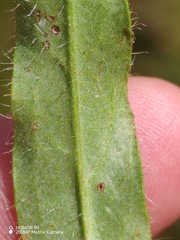 Hieracium alpinum, photograph (c) Ljaž, some rights reserved (CC BY)