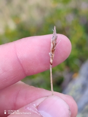 Carex curvula, photograph (c) Ljaž, some rights reserved (CC BY)