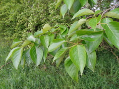 Populus maximowiczii × populus trichocarpa