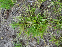 Poa annua