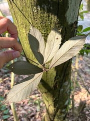 Quercus gilva