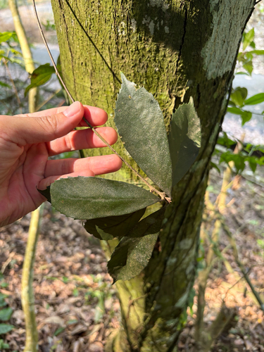 Quercus gilva, photograph 5