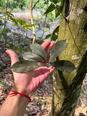 (c) 呂一起(Lyu yi-chi), some rights reserved (CC BY) Quercus gilva, photograph (c) 呂一起(Lyu yi-chi), some rights reserved (CC BY)