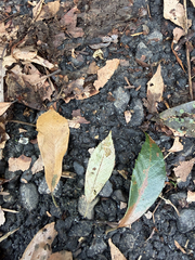 Quercus gilva, photograph (c) 呂一起(Lyu yi-chi), some rights reserved (CC BY)