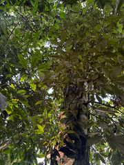 (c) 呂一起(Lyu yi-chi), some rights reserved (CC BY) Quercus gilva, photograph (c) 呂一起(Lyu yi-chi), some rights reserved (CC BY)