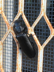 Lecontia discicollis