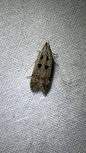 Black-spotted Twirler