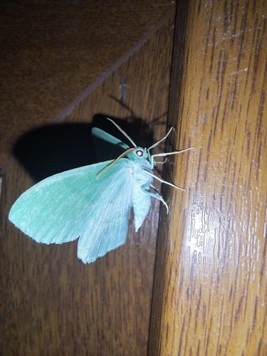 Large Emerald