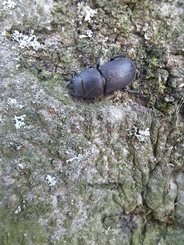 Lesser Stag Beetle