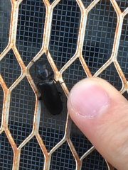 Lecontia discicollis