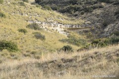 Macrochloa tenacissima