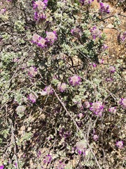 Dalea pulchra
