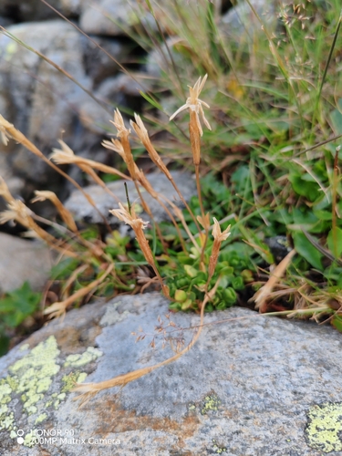 Gentiana brachyphylla, photograph 5
