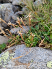 (c) Ljaž, some rights reserved (CC BY) Gentiana brachyphylla, photograph (c) Ljaž, some rights reserved (CC BY)