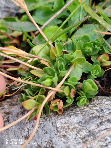 Gentiana brachyphylla, photograph 6