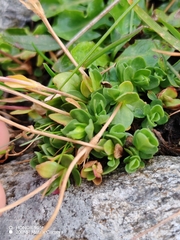 Gentiana brachyphylla, photograph (c) Ljaž, some rights reserved (CC BY)