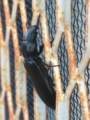 Lecontia discicollis