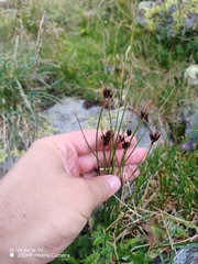 Juncus jacquinii, photograph (c) Ljaž, some rights reserved (CC BY)