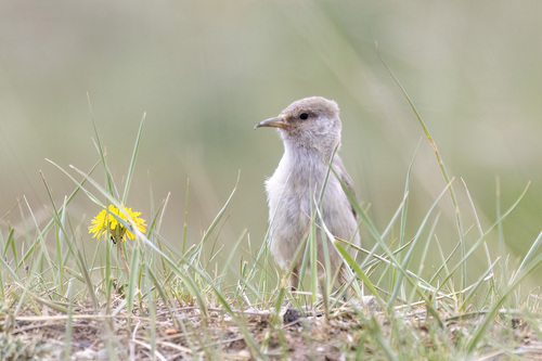 Ground Tit