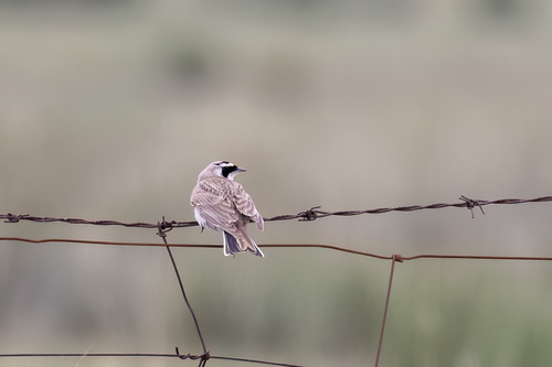 Horned Lark
