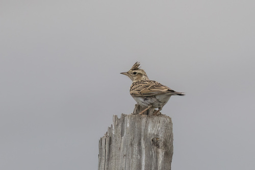 Oriental Skylark
