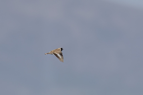 Pere David's Snowfinch