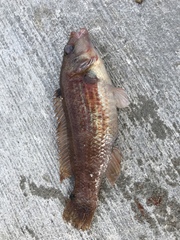 Ctenolabrus rupestris