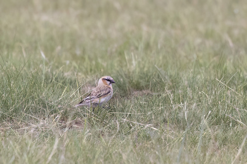 Rufous-necked Snowfinch