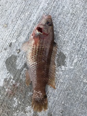 Ctenolabrus rupestris