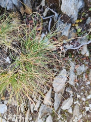 Carex curvula, photograph (c) Ljaž, some rights reserved (CC BY)