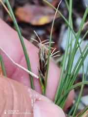 Carex curvula, photograph (c) Ljaž, some rights reserved (CC BY)