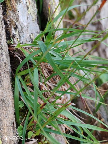 Luzula alpinopilosa, photograph 3