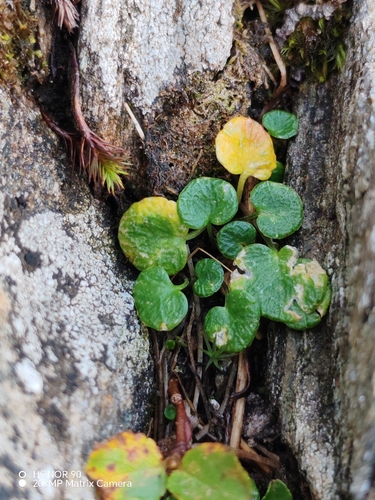 Soldanella pusilla, photograph 2