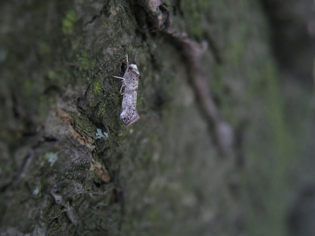 Swammerdamia passerella