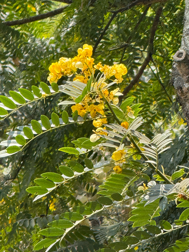 Senna spectabilis observed 2026-08-06