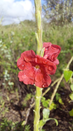 Dwarf Red Porterweed