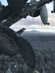 Mimus parvulus parvulus