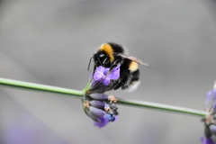 Bombus terrestris