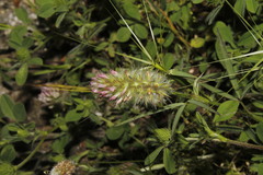 Trifolium angustifolium