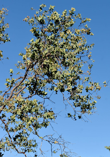 Corymbia setosa observed 2026-05-22