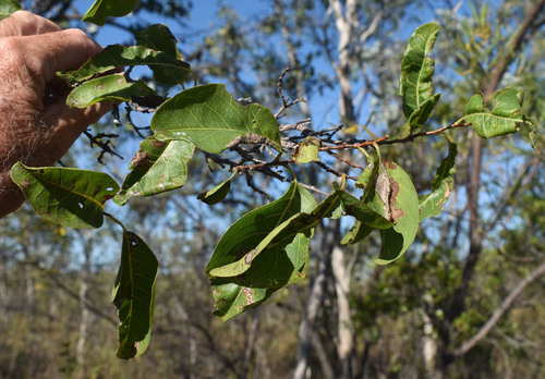 Margaritaria dubium-traceyi, 2026-05-22