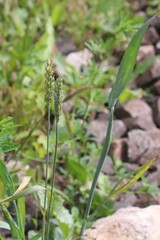 Triticum aestivum, photograph (c) Константин Селивёрстов, some rights reserved (CC BY)