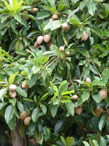 Sapodilla