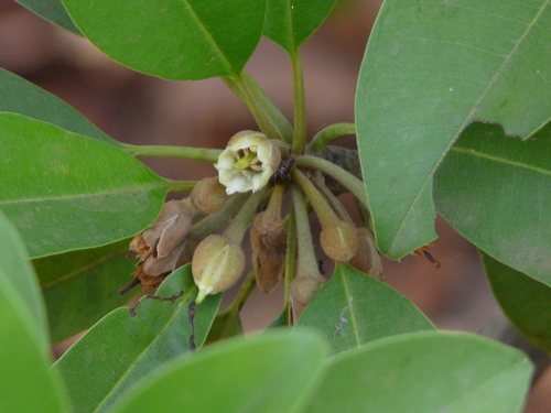 Sapodilla