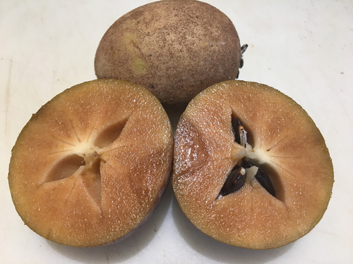 Sapodilla