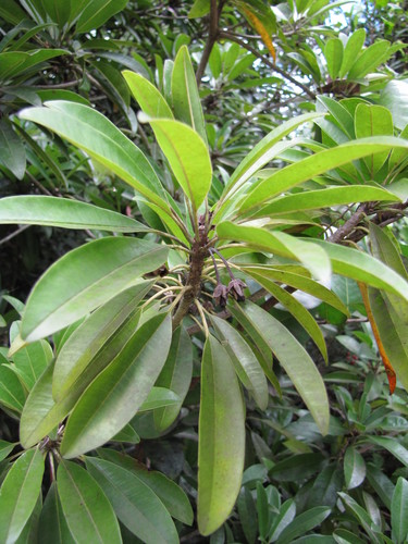 Sapodilla